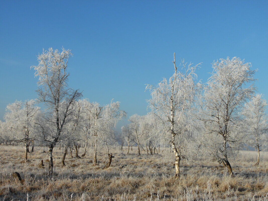 Танец белых берёз. - nadyasilyuk Вознюк