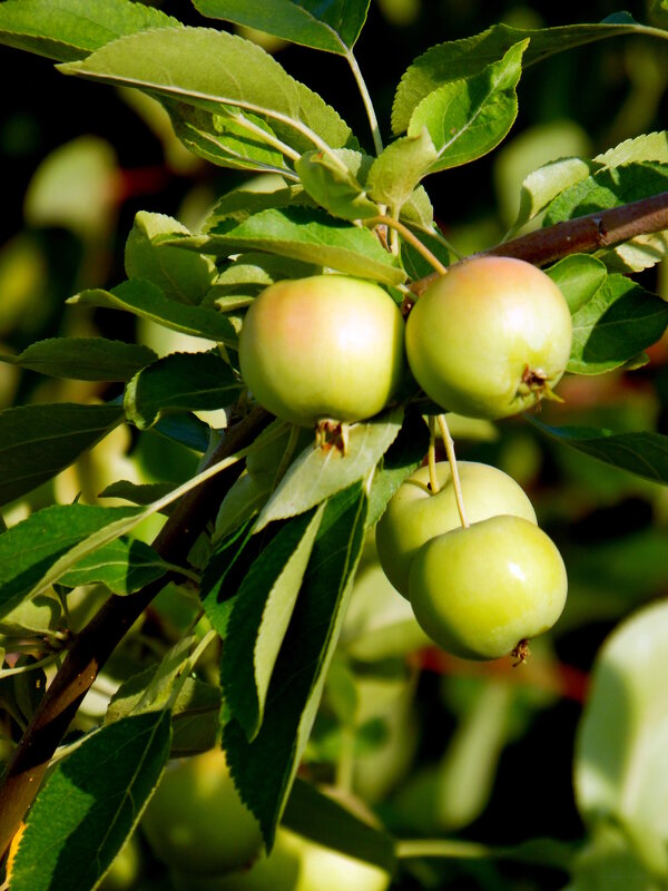 Яблочки. - nadyasilyuk Вознюк