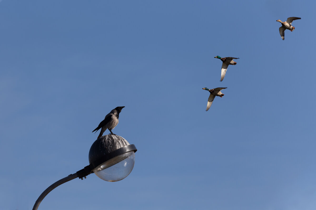 Руководитель полётов - Игорь Шевченко