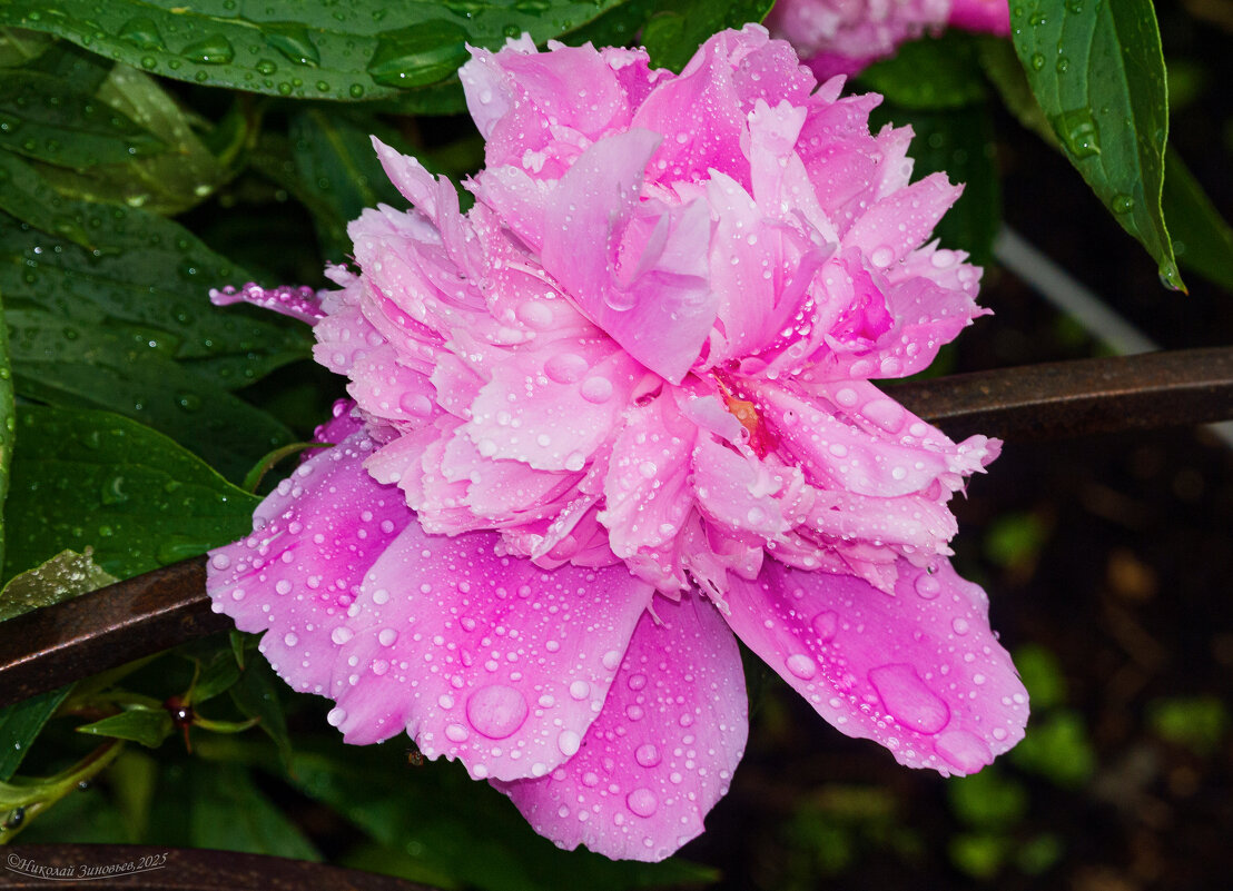 Пышный пион после дождика - Николай Зиновьев
