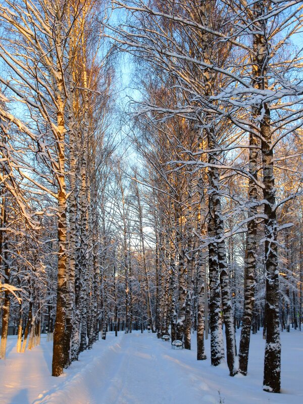 Зимняя березовая аллея - Наталья ***