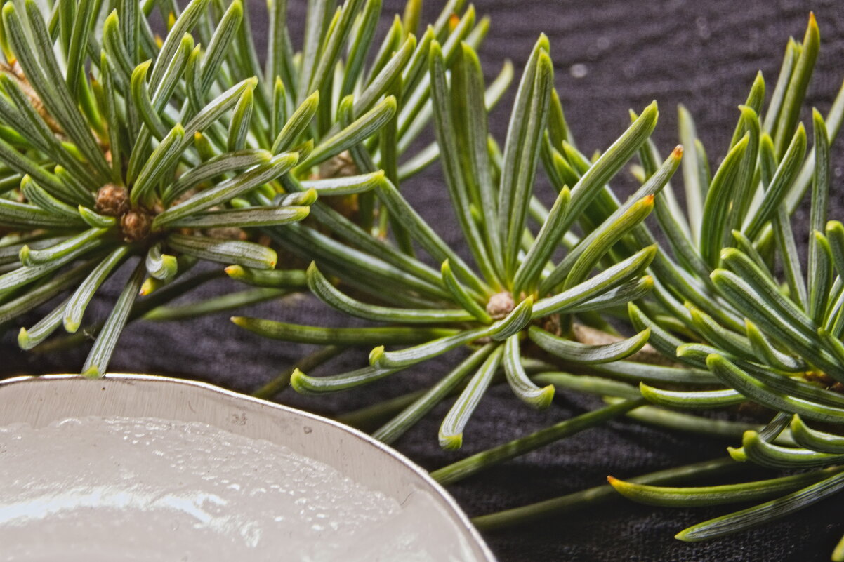 Иголочки у елочки - Giant Tao /