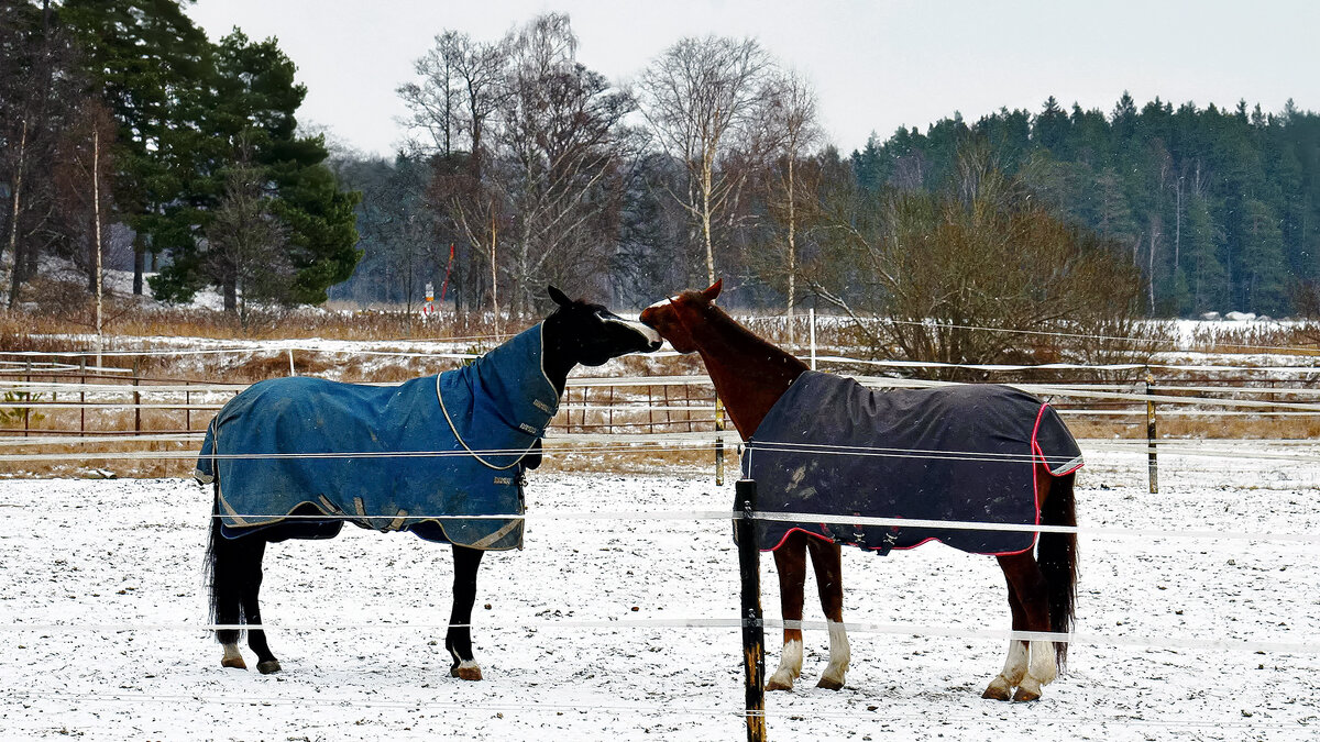 Нежные чувства - Alexandеr P