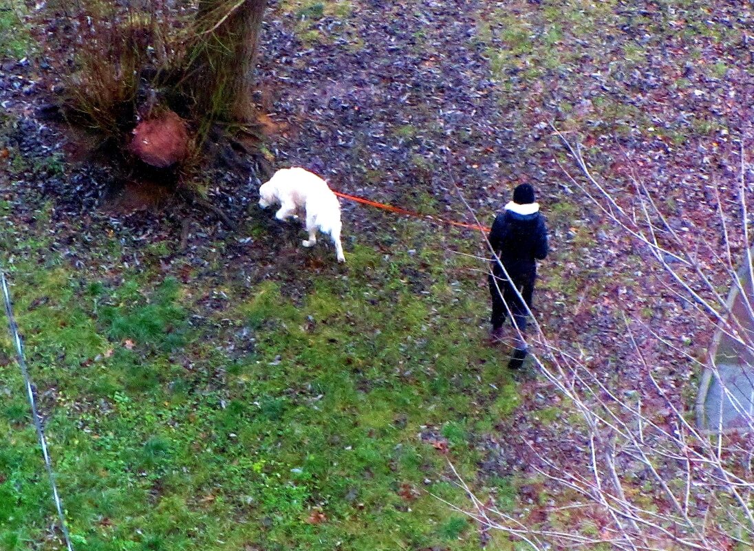 .. прогулка белого пса в моём  дворе.. - galalog galalog