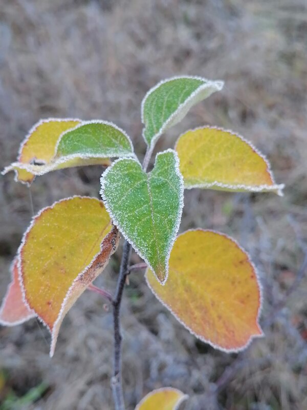 *** - Зоя Мишина