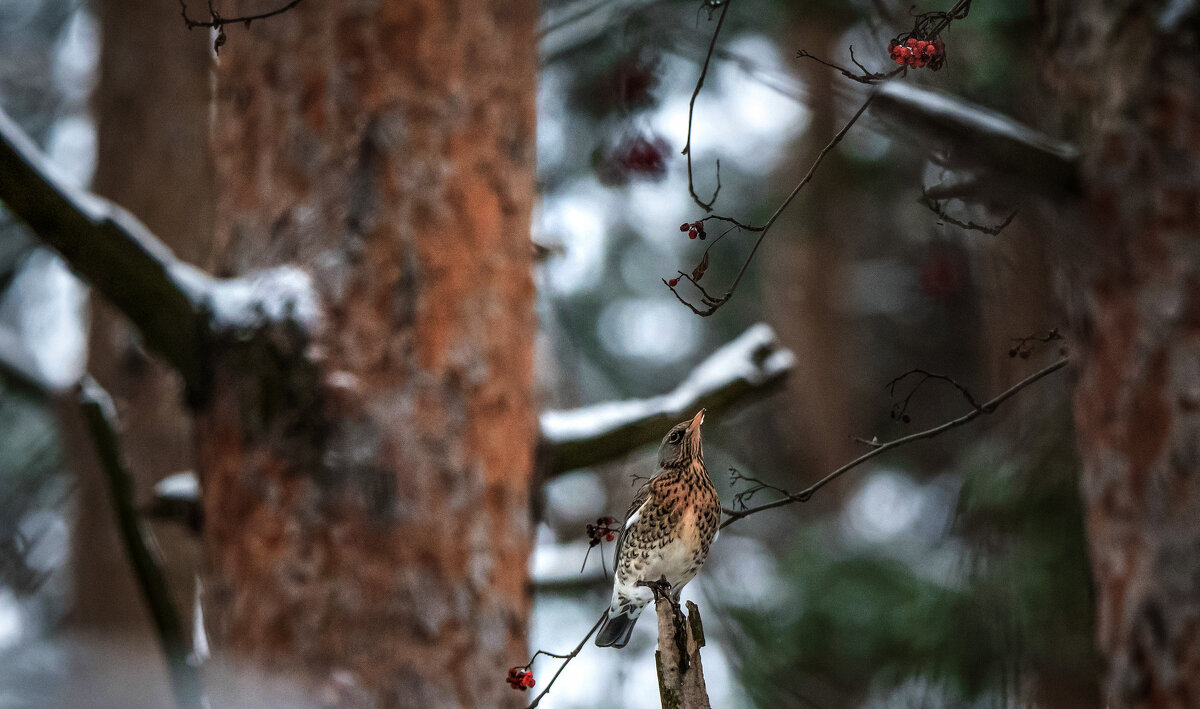 Последние ягоды рябины... - Владимир Безбородов