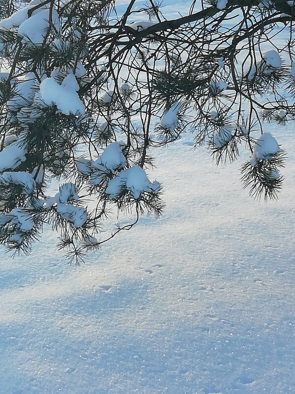 Чистым снегом покрылась земля... - Людмила 