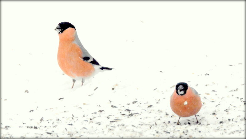 Снегири этого года ... - Сергей 