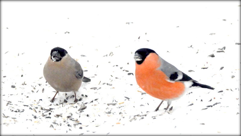 Снегири этого года ... - Сергей 