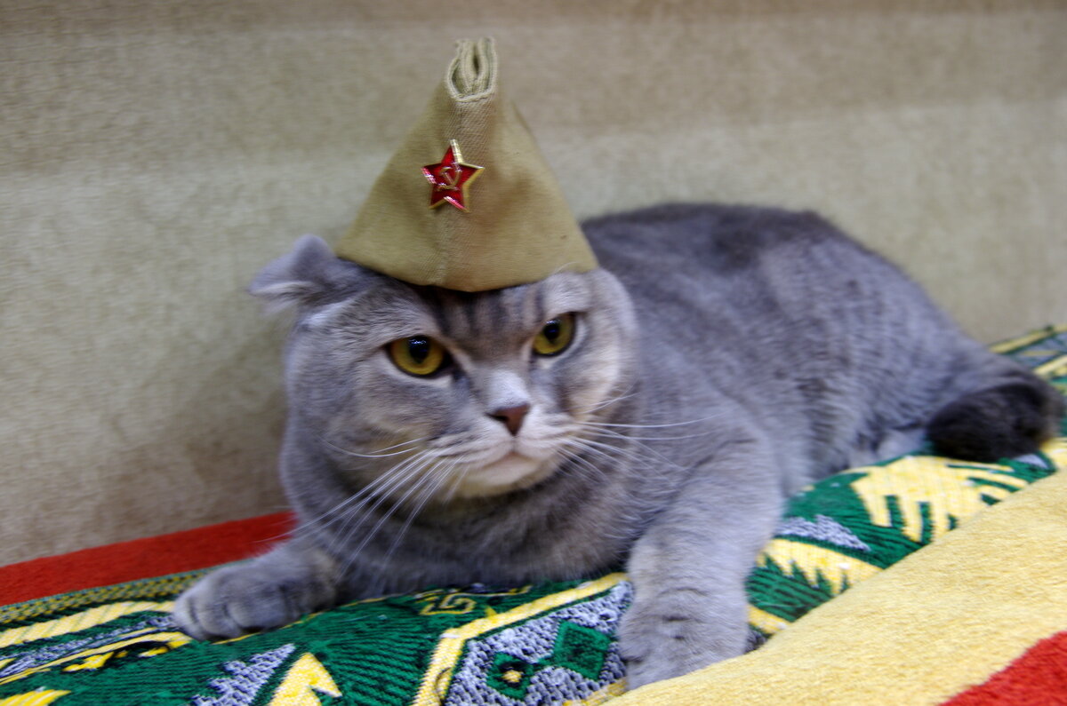 Победа будет за нами! - Alex 711402