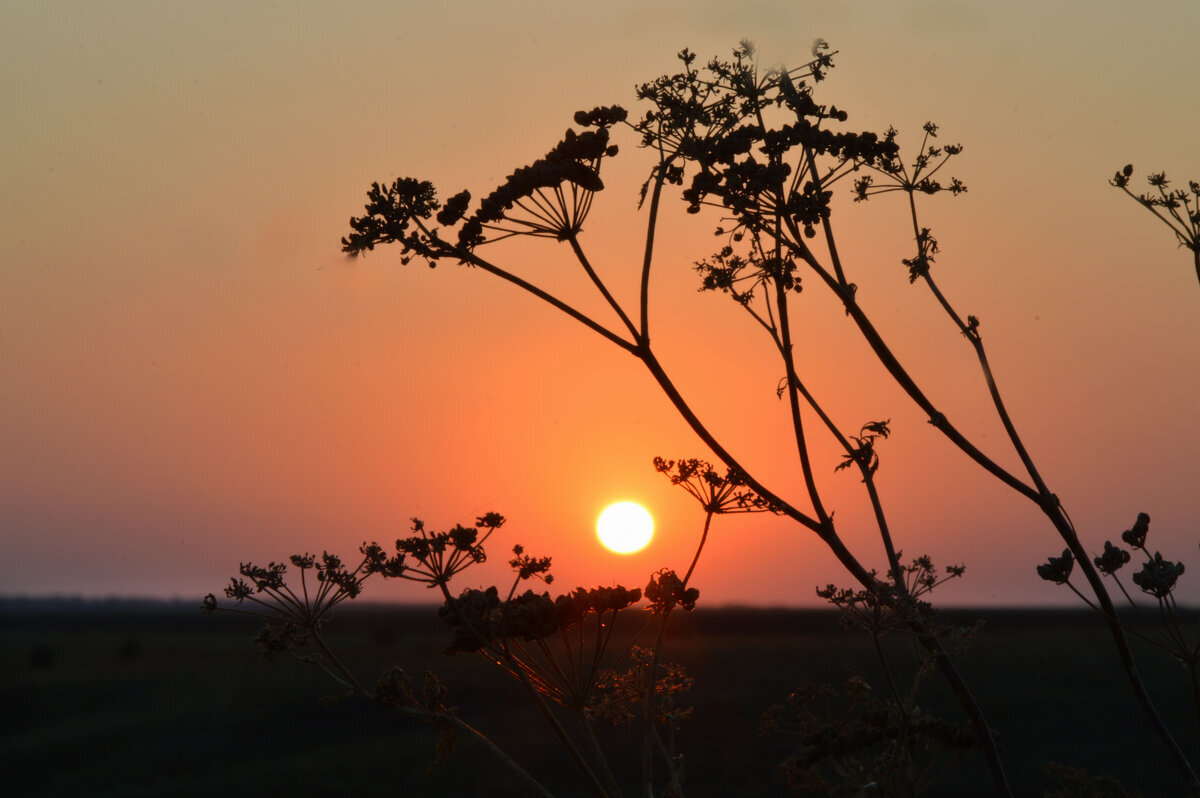 Рассвет - Надежда Куркина 