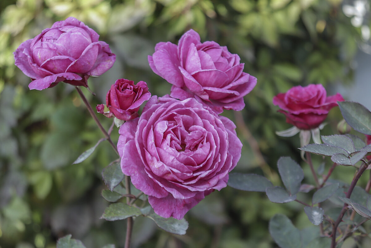 Цветущий  летний сад - елена беликова