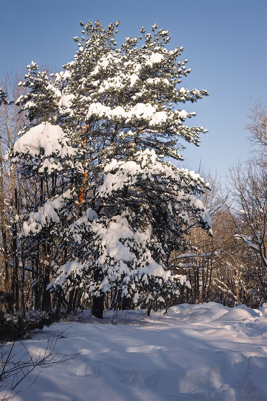 Лесные прогулки - Michel 