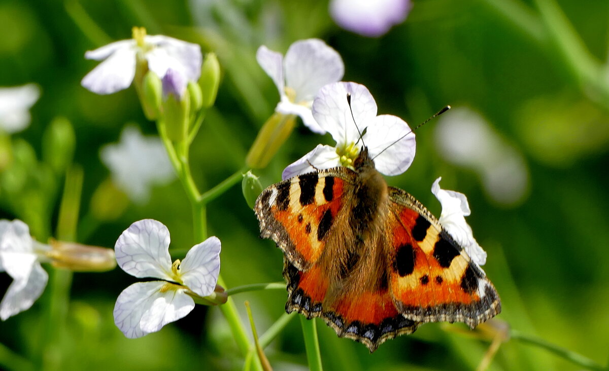 опять про бабочек...428 - Александр Прокудин