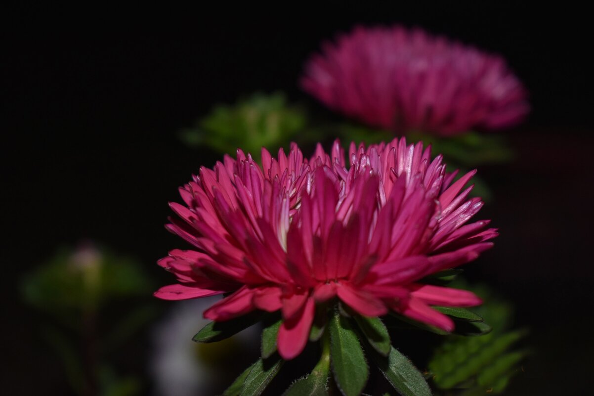 Ночь - Дарья Шуклина