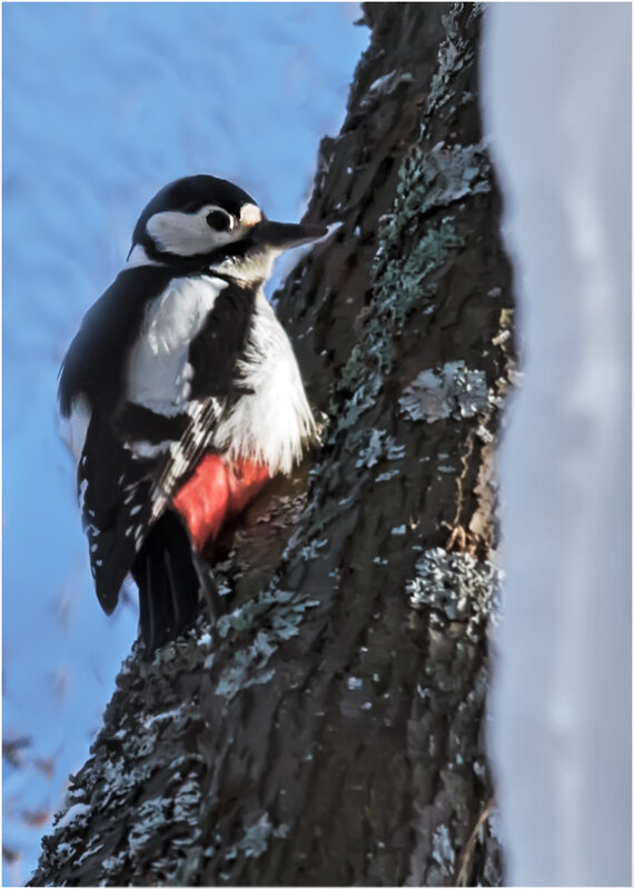 БПД - Валентин Котляров