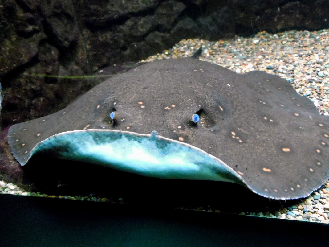 Эти глаза напротив... - nadyasilyuk Вознюк