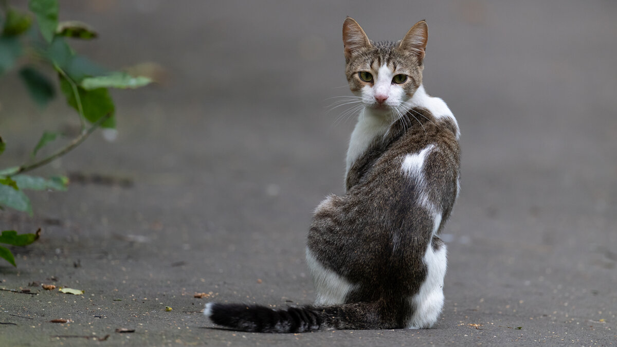 Уличный бродяга - Владимир Лазарев