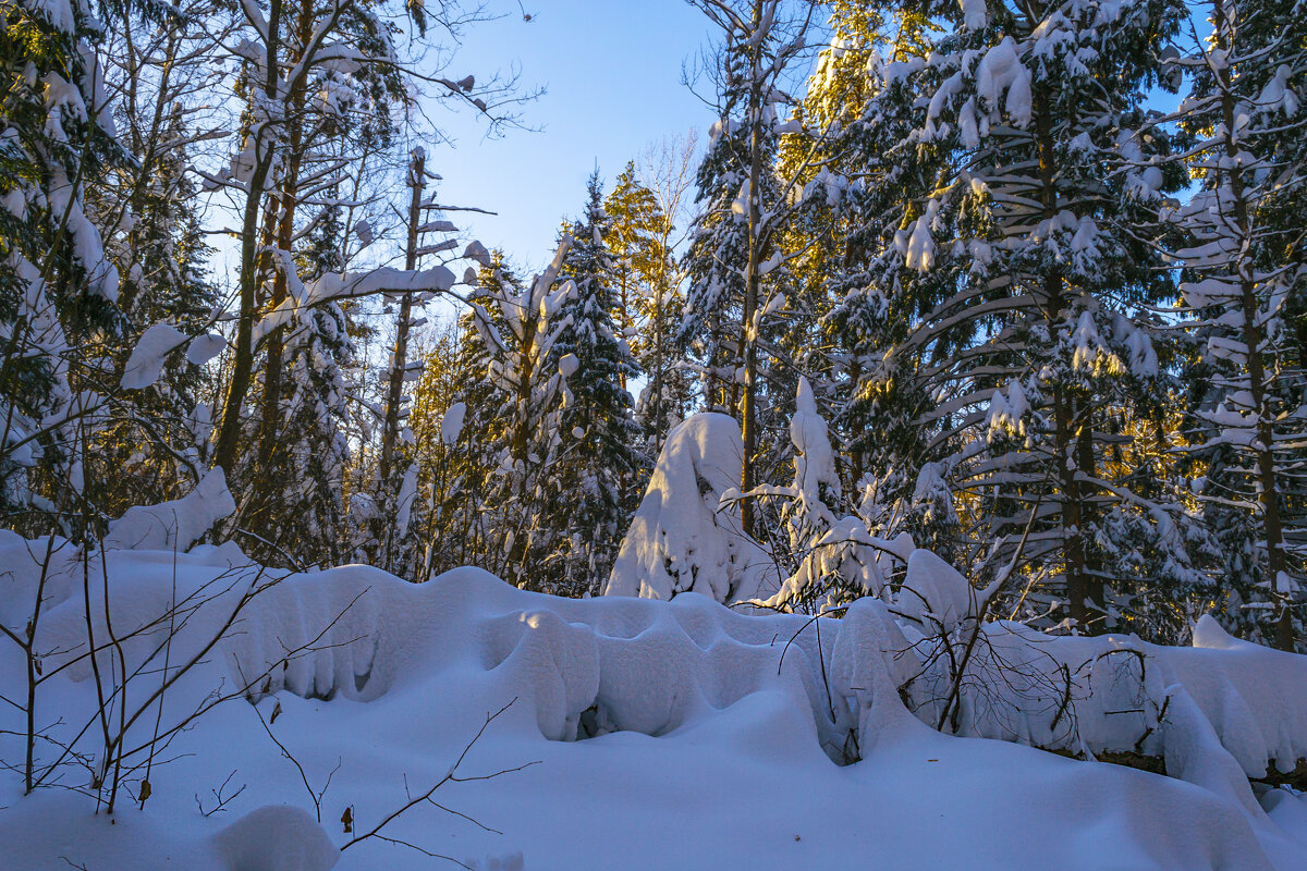 Зимний лес - Сергей Цветков