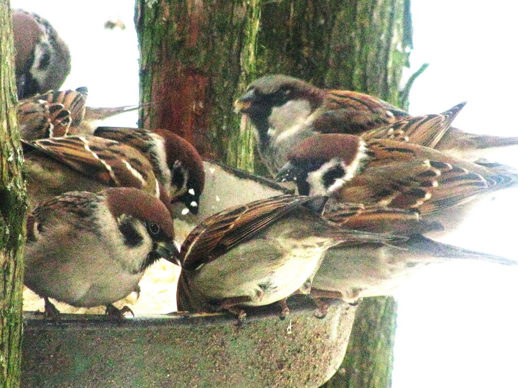 За обедом - Людмила Смородинская