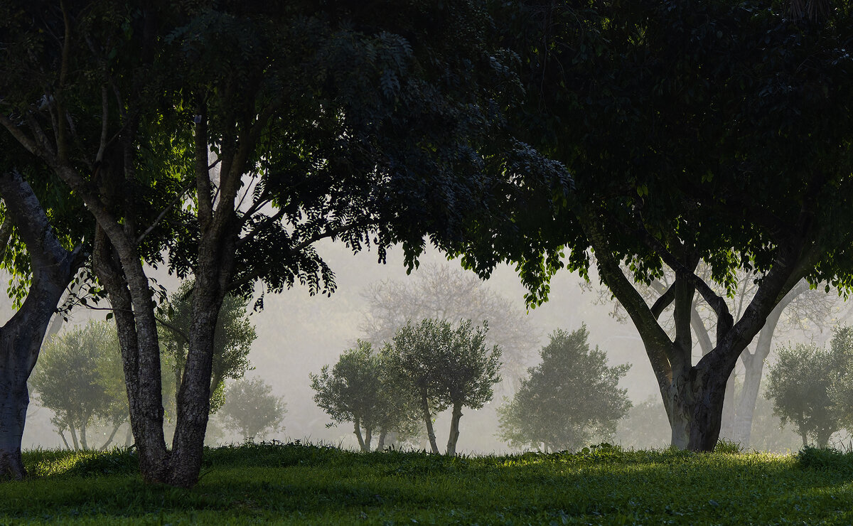 Туман. - Alexander Amromin