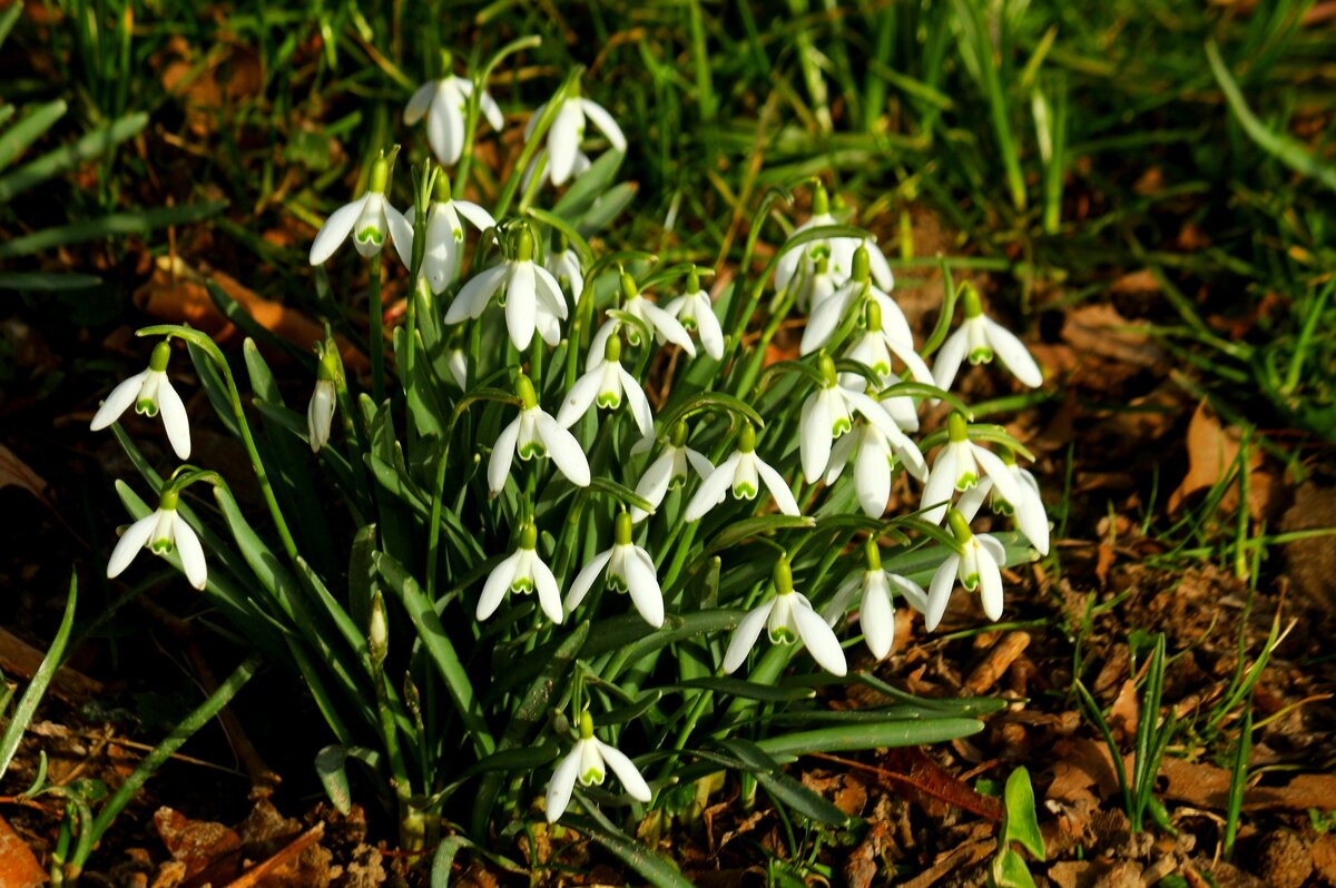 Подснежники - Юрий. Шмаков