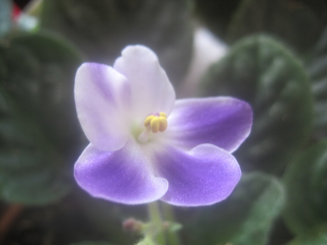 Фиалка - Елена Семигина