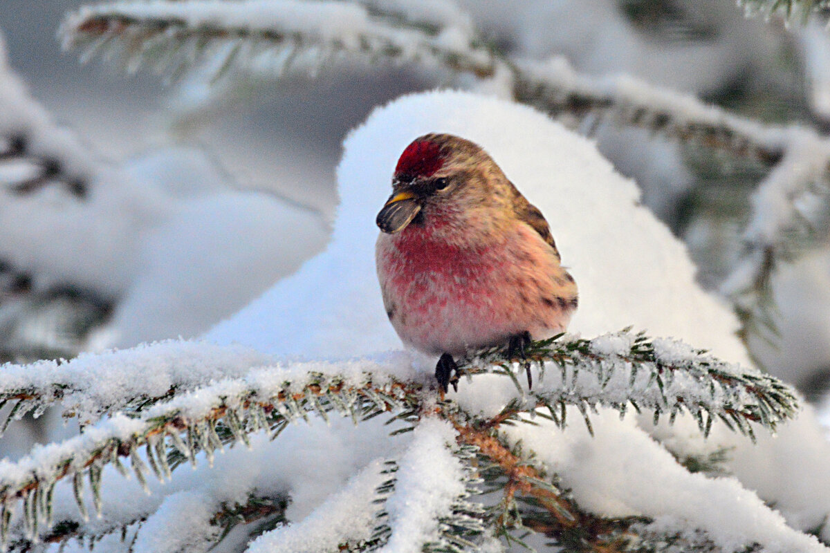 чечётка с семечкой - леонид логинов