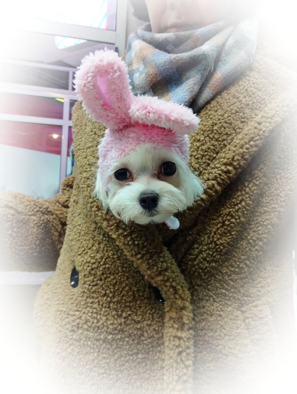 Зайка. - Наталья Вязигина