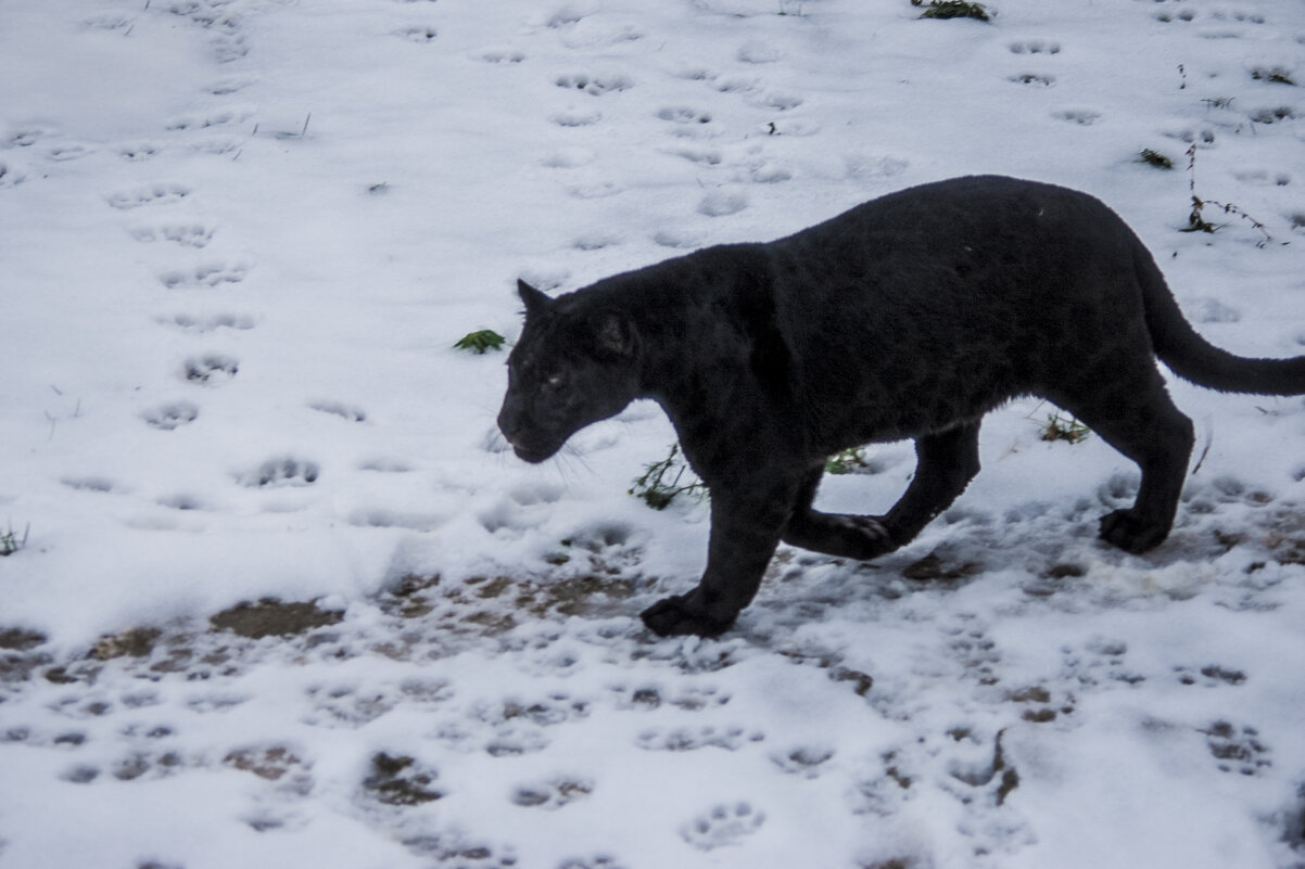Где ж ты, МОЯ, Где - Владимир Максимов