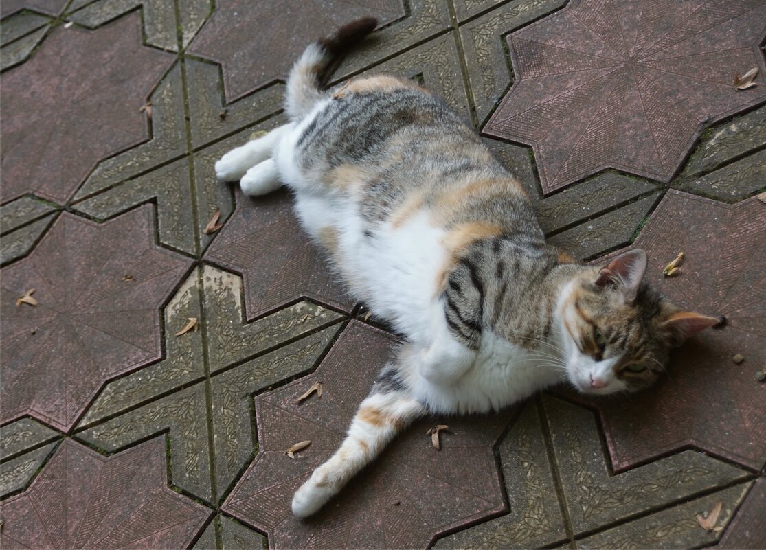 "Где хочу-там и лежу" - Наталия Григорьева