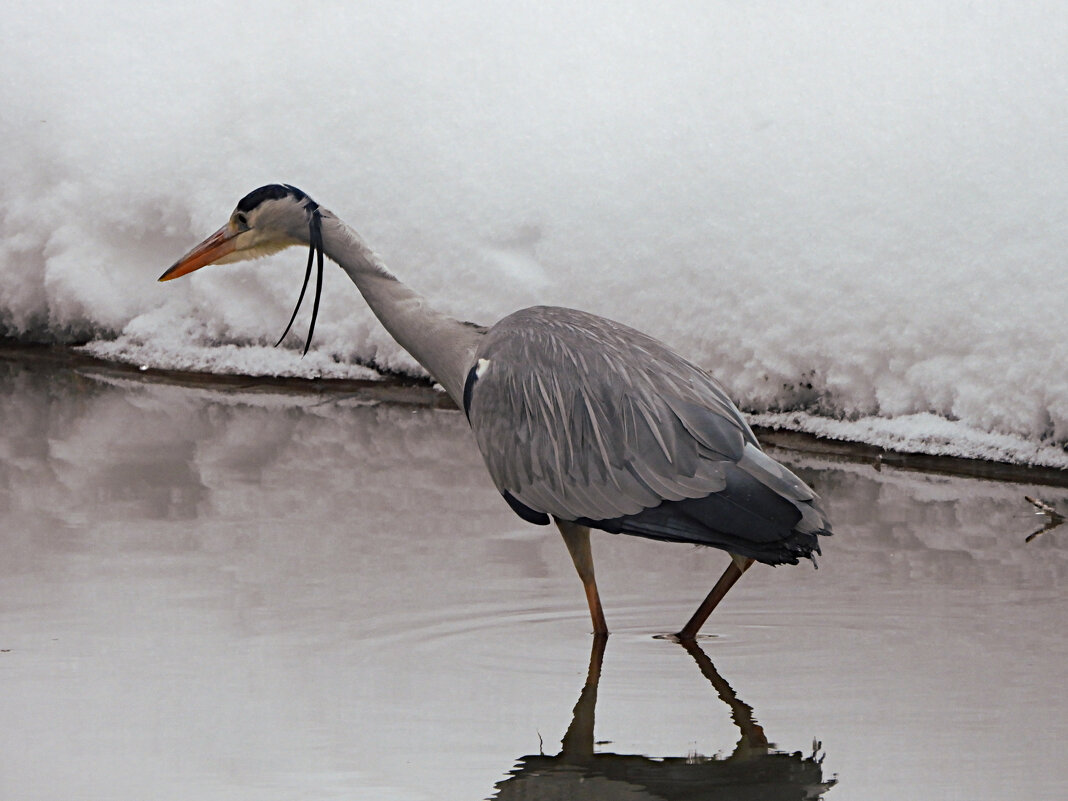 Серая цапля - Лина 