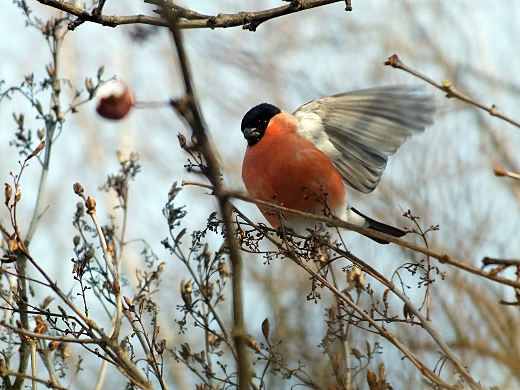 Снегирь - Зоя Мишина