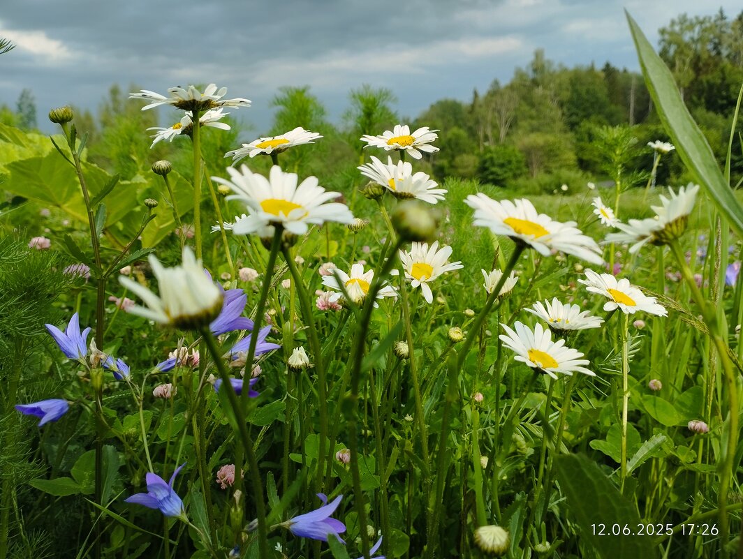 Лето - Лидия Меркулова