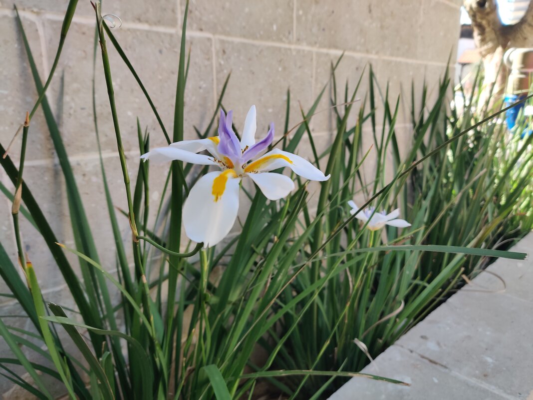 У нас у в хода - Светлана Хращевская