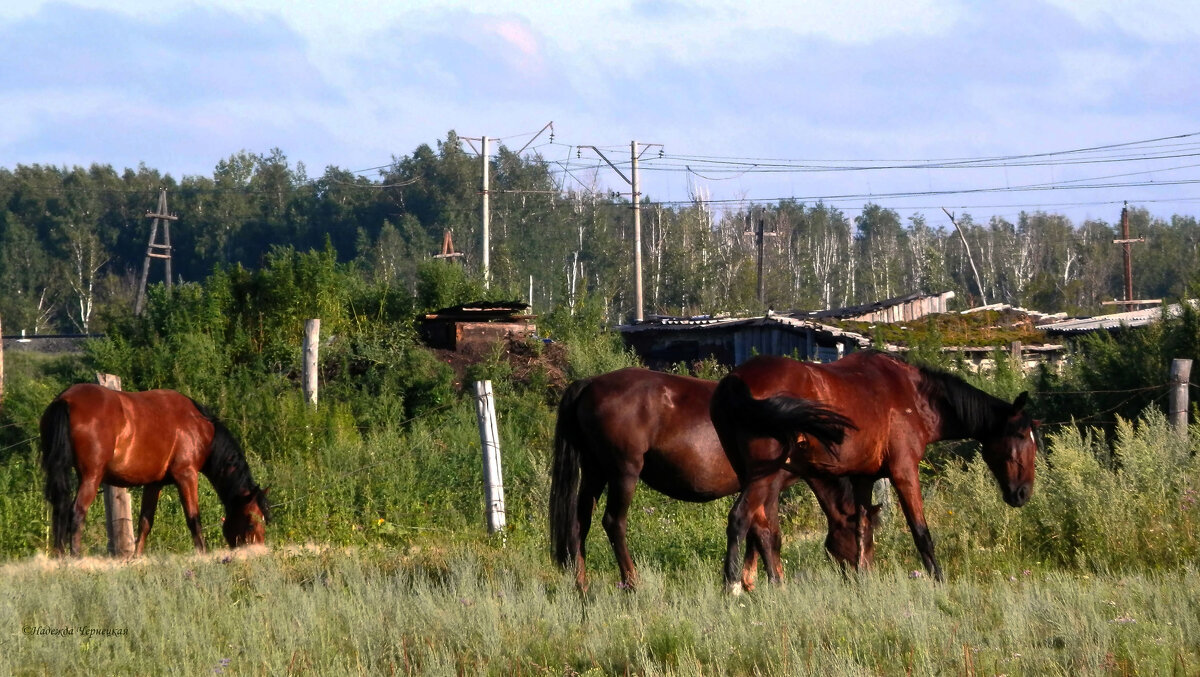 Кони красивые - Надежда Чернецкая