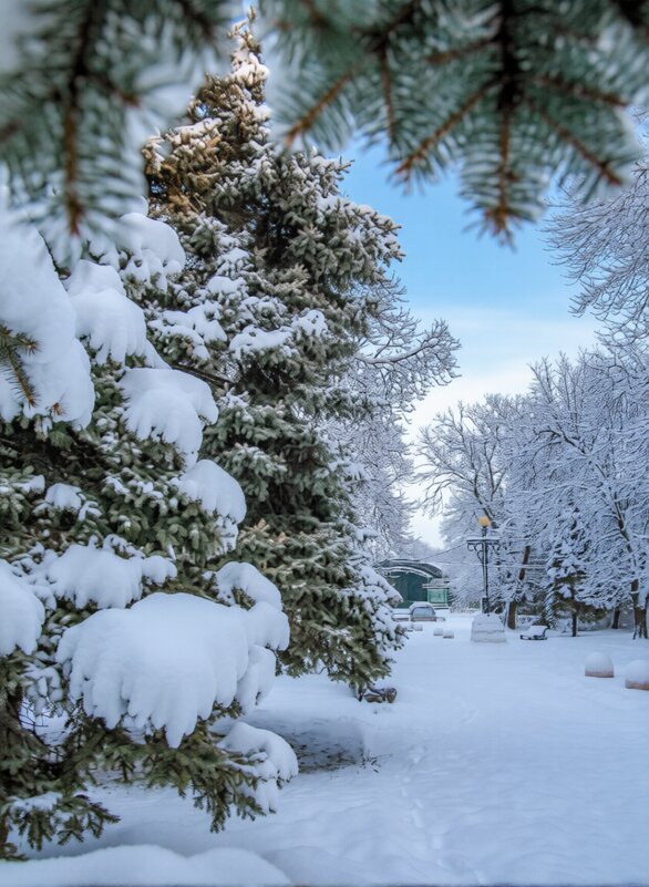 Зимний город - Оксана Новик 