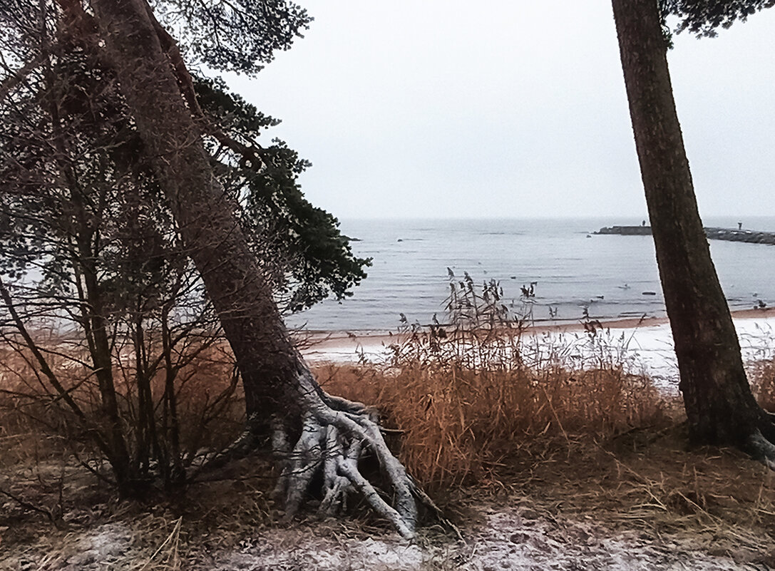 Падающая сосна на берегу Финского залива. - Лилия *