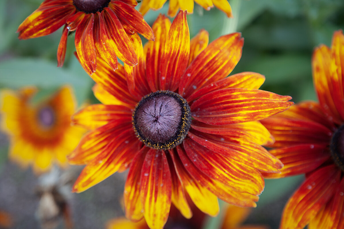 Прекрасная рудбекия. - Лилия *