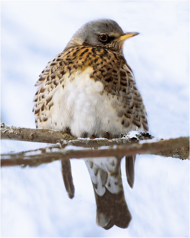 Дрозд-рябинник - Валентин Котляров