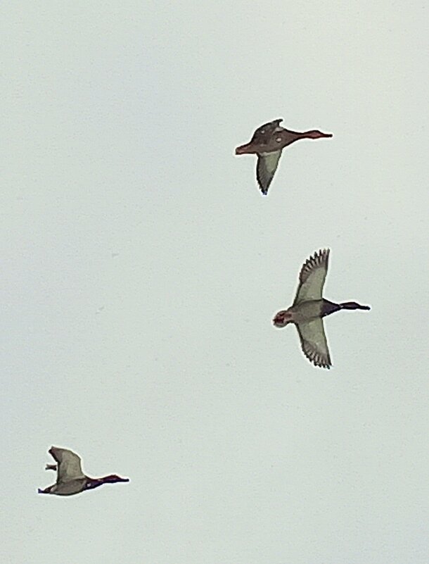 Утки - Сапсан 