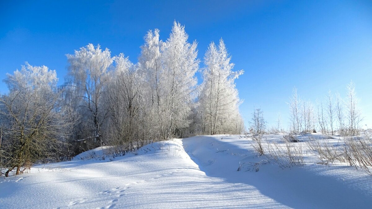 Заиндевелые деревья. - Милешкин Владимир Алексеевич 