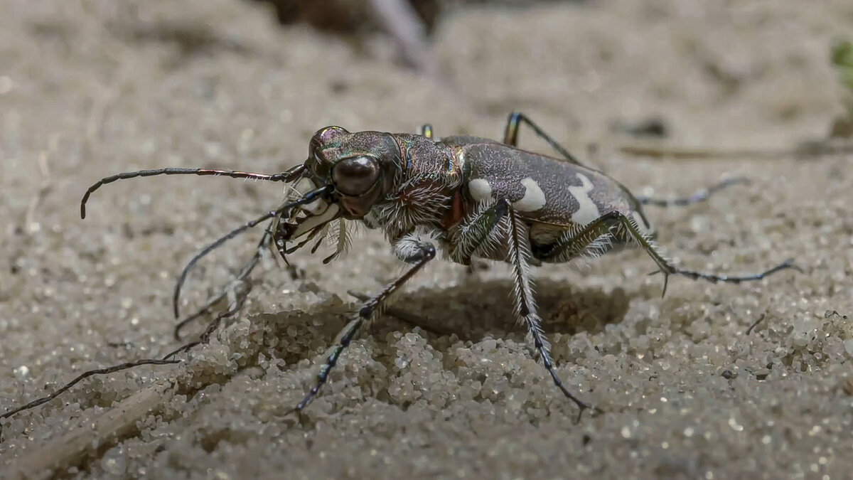 Жук скакун или тигровый жук. - Aleksey Afonin