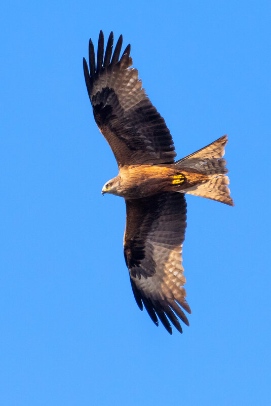 Коршун - Владимир Лазарев
