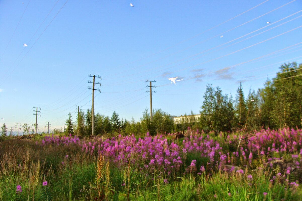 ЛАБЫТНАНГИ ЯМАЛ - Tata Wolf