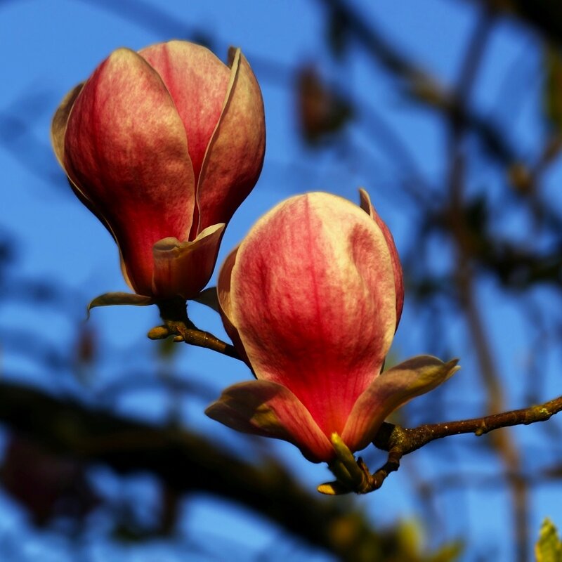 Доброе утро - Юрий. Шмаков