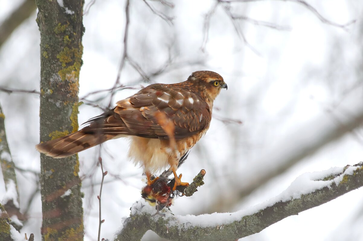 На старт. - Татьяна Бравая