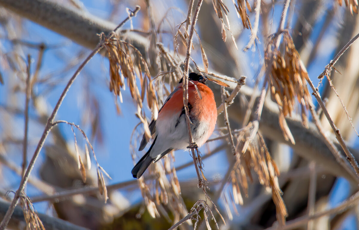 Завтрак. - Sergey (Apg)