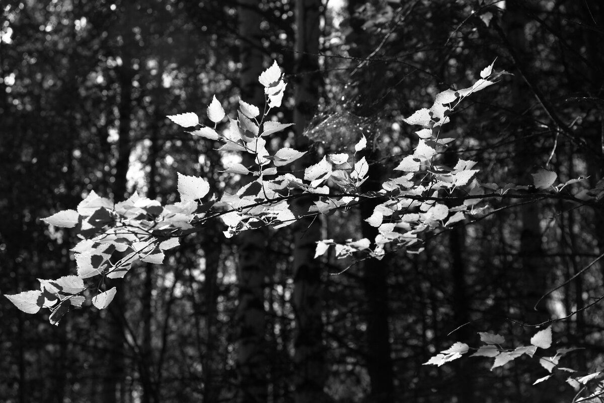 Фотография - Денис Безногов