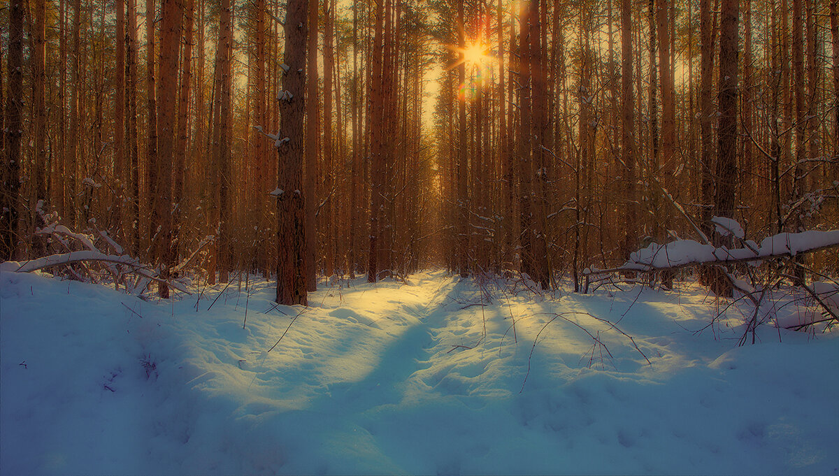 В лесу. Начало февраля. - Николай Феофанов